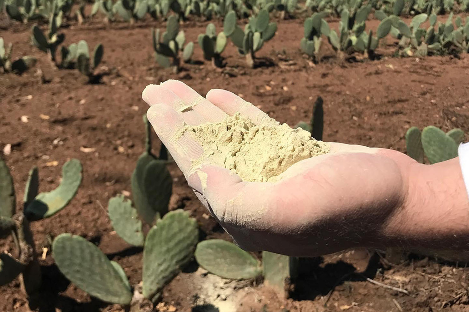 cactus grown on an organic ranch in the state of Zacatecas